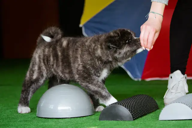 Jak wychować akitę: skuteczne metody treningu i socjalizacji