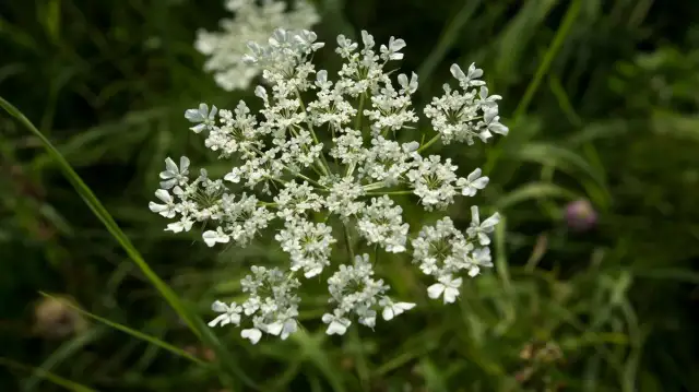 Jak kwitnie pietruszka? Odkryj sekrety jej kwitnienia i pielęgnacji