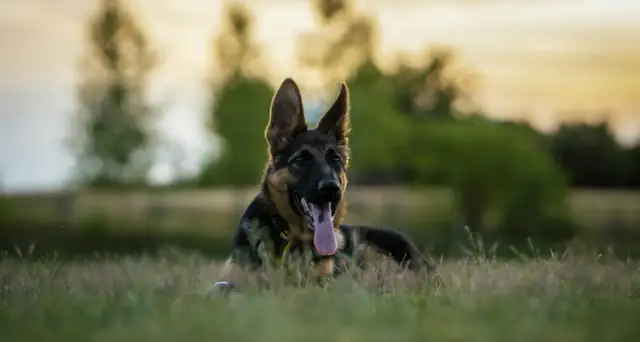 Ile powinien jeść dorosły owczarek niemiecki, by uniknąć problemów zdrowotnych?