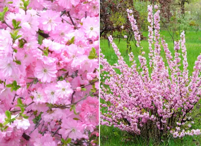 Migdałek trójklapowy kiedy sadzić - uniknij błędów w sadzeniu