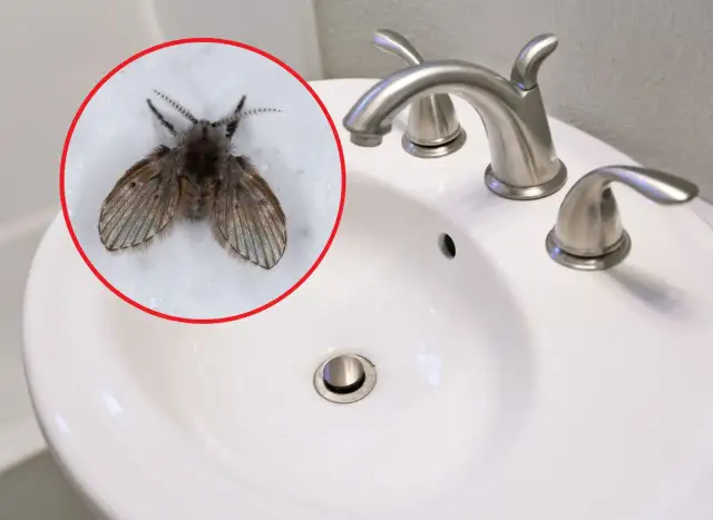 Skąd muszki w łazienkach? Oto przyczyny i skuteczne rozwiązania