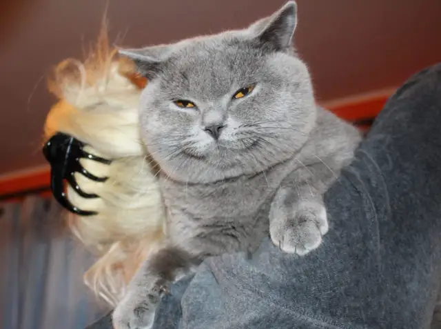 Tajemnica "jak tata mówi do kotka": Czy "sierściuch" istniał?