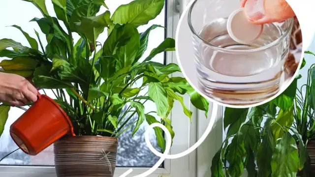 Jak często kwitnie skrzydłokwiat i jak zapewnić mu obfite kwitnienie