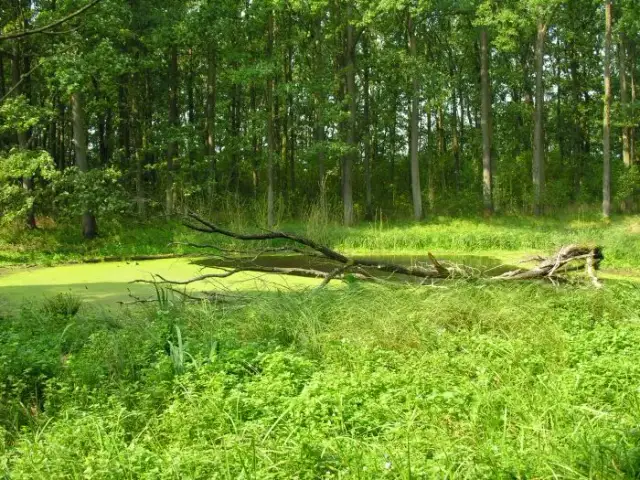 Rezerwaty przyrody w Wielkopolsce: gdzie warto się wybrać i co zobaczyć?