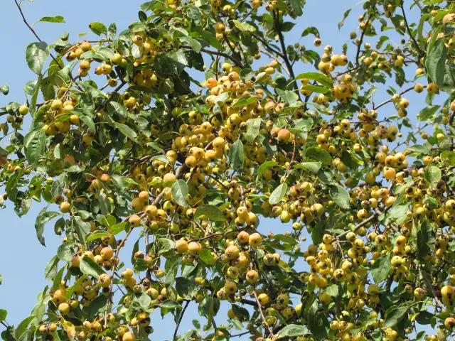 Jakie odmiany jabłoni sadzić na działce, aby uniknąć rozczarowania?