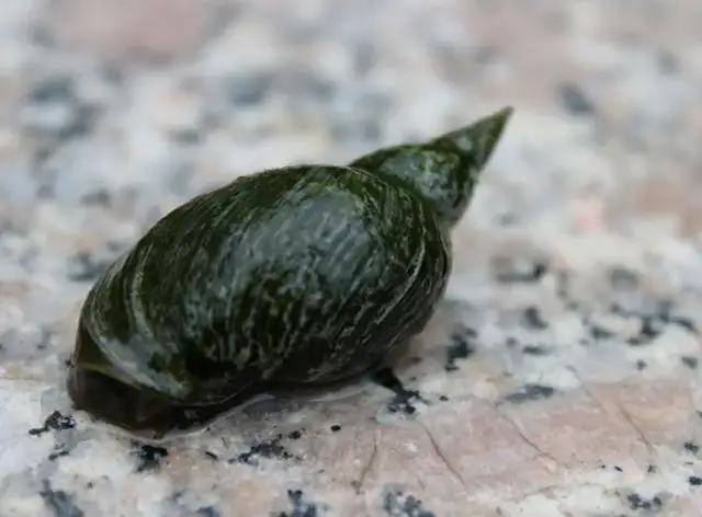 Welche Schnecken für den Teich: Die besten Arten für ein sauberes Wasser