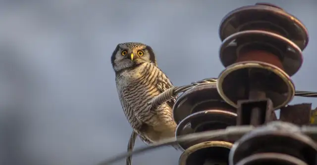 Jak filmy o zwierzętach zmieniają nasz stosunek do natury?