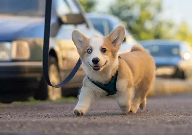 Jaka smycz dla szczeniaka zapewni komfort i bezpieczeństwo podczas spacerów?