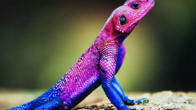 Czym karmić jaszczurki? Kluczowe informacje o diecie dla gadów