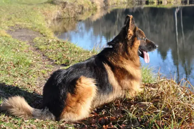 Owczarek niemiecki czy golden retriever – który pies lepiej pasuje do Ciebie?