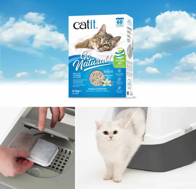 Cuánto cuesta un gato: descubre los gastos ocultos que no esperas