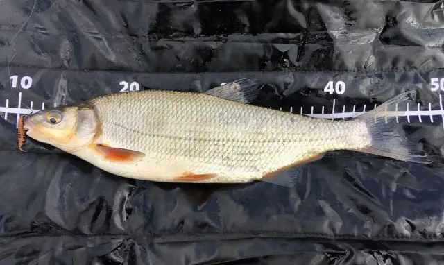 Skuteczne przynęty na białoryb, które zwiększą Twoje szanse na sukces