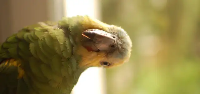 Teflon zabija papugi! Jak chronić ptaka przed cichą pułapką?