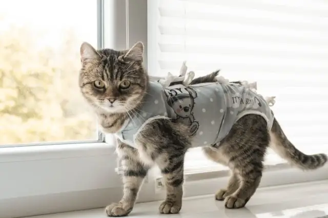 Kiedy wykastrować kotkę? Ekspert radzi: przed czy po rui?