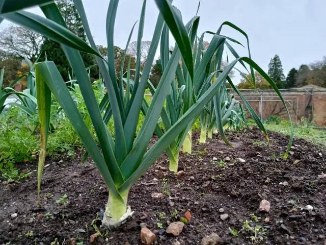 Kiedy sadzić pory do gruntu, aby uniknąć niepowodzeń w uprawie