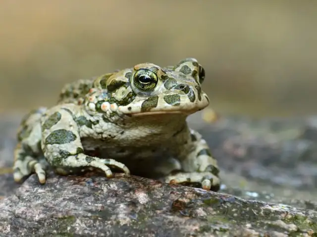 Zielona ropucha z plamami na kamieniu, gotowa do polowania na owady. Co jedzą ropuchy? Głównie owady, pająki i ślimaki.