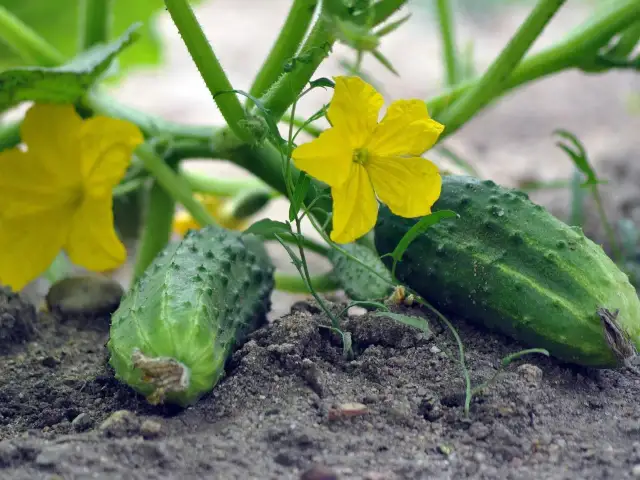 Młode ogórki i żółte kwiaty na łodydze. Zastanawiasz się, dlaczego ogórki nie kwitną? Ten obraz pokazuje, że kwitnienie jest pierwszym etapem rozwoju.