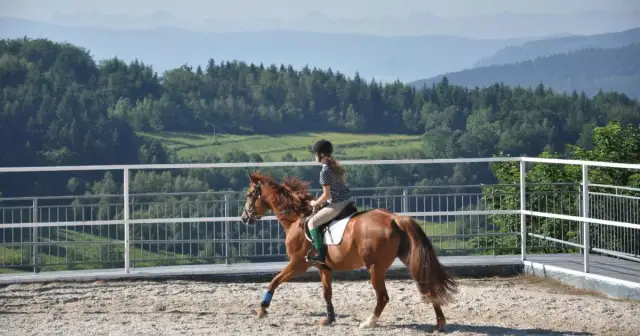 Stadnina koni w Pcimiu - komfortowe noclegi i jazda konna dla każdego