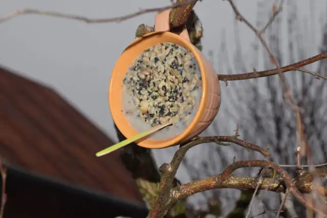 Sikorki Ci podziękują! Domowe kule tłuszczowe: przepis i sekrety