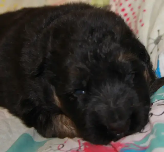 Jak wyglądają szczeniaki owczarka niemieckiego? Cechy i urok młodych psów