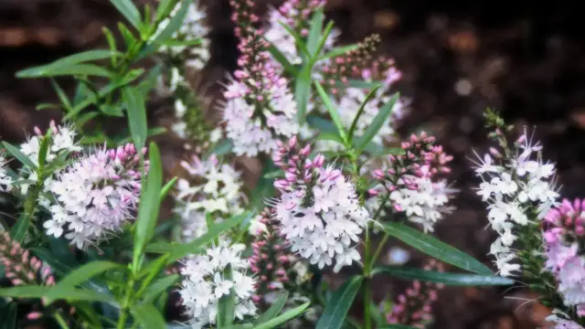 Czy hebe zimuje w gruncie? Odkryj, jak ją skutecznie zabezpieczyć