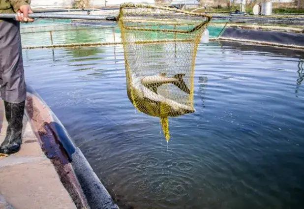 Hodowla ryb jak zacząć - uniknij najczęstszych błędów i zyskaj sukces