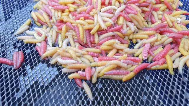 Jak wyhodować białe robaki na ryby i uniknąć najczęstszych błędów