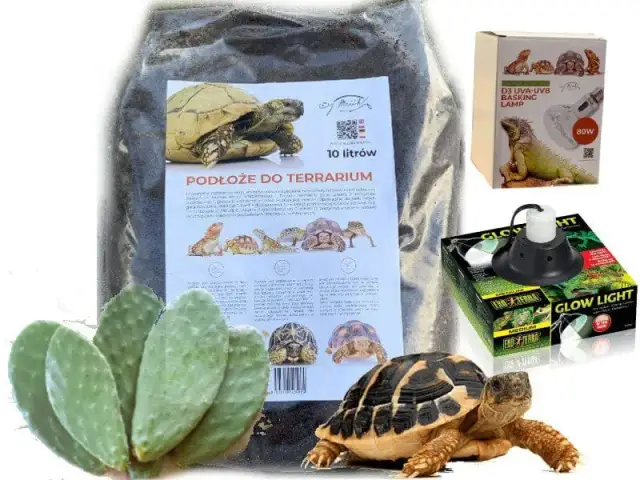 Gdzie kupić żółwia lądowego? Sprawdź najlepsze miejsca i porady