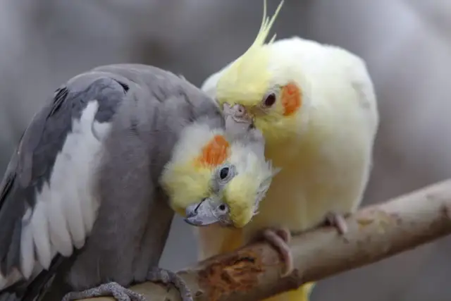 Płeć nimfy: Odkryj tajemnicę! Od wyglądu po test DNA