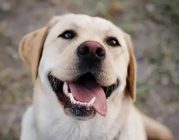 Jak wytresować labradora: skuteczne metody na posłusznego psa