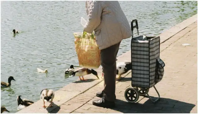 Bezpieczne dokarmianie kaczek i łabędzi: Jak pomóc, nie szkodząc?