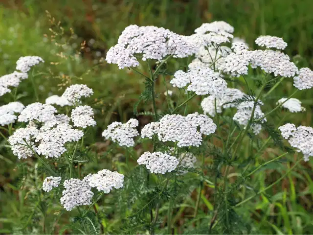Liliowy chwast w życie: Jak rozpoznać i pokonać intruza?