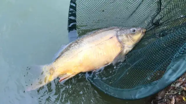 Najlepsza zanęta halibut: jak skutecznie łowić ryby karpiowate