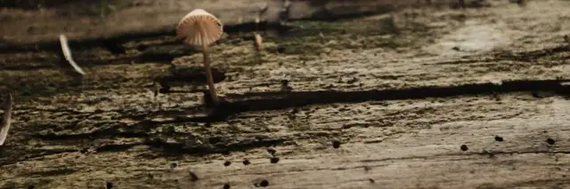 Opalanie desek: Co daje? Trwałość, estetyka, ekologia.