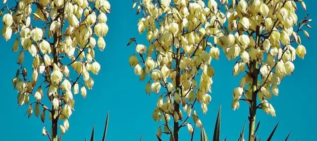 Juka karolińska: Jak doczekać się spektakularnych kwiatów?