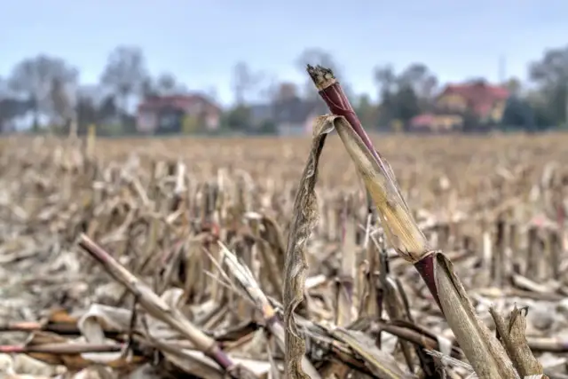 Co siać po kukurydzy, aby poprawić plony i zdrowie gleby?