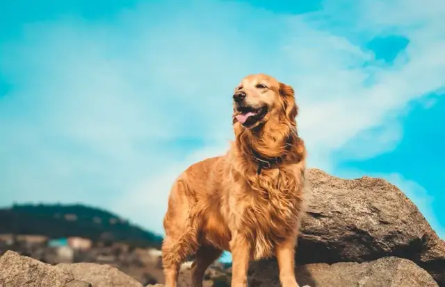 Czy golden retriever może mieszkać na dworze? Zrozum potrzeby psa