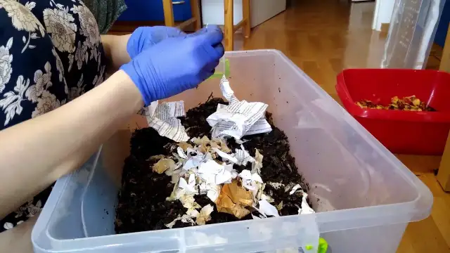 Jak założyć hodowlę dżdżownic i uniknąć najczęstszych błędów