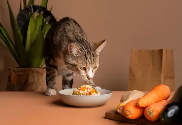 Zastanawiasz się, czy koty mogą jeść rukolę? Ten kotek wącha miseczkę z jedzeniem, obok której leżą marchewki i kurczak.