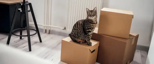 Jak przyzwyczaić kota do nowego mieszkania bez stresu i bólu