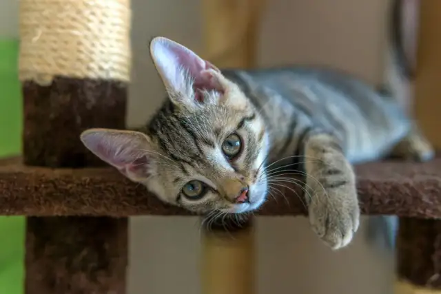 Jaka karma dla małego kotka zapewni zdrowy rozwój i szczęście?