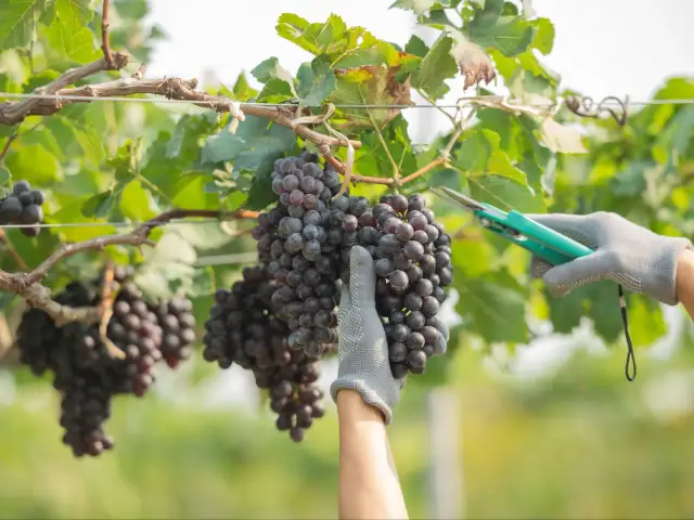 Jak przycinać winogrona? Krok po kroku do obfitych zbiorów.