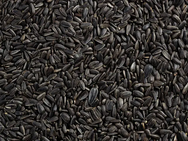 Słonecznik dla sikorek: Łuskany czy w łupinie? Porównanie i wybór