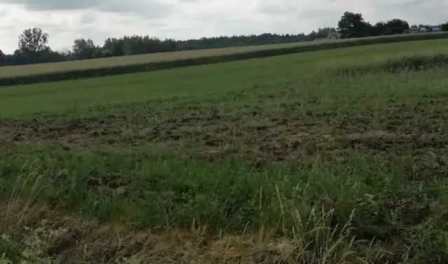 Grunty orne: Co to? Klasy, odrolnienie i przyszłość Twojej ziemi