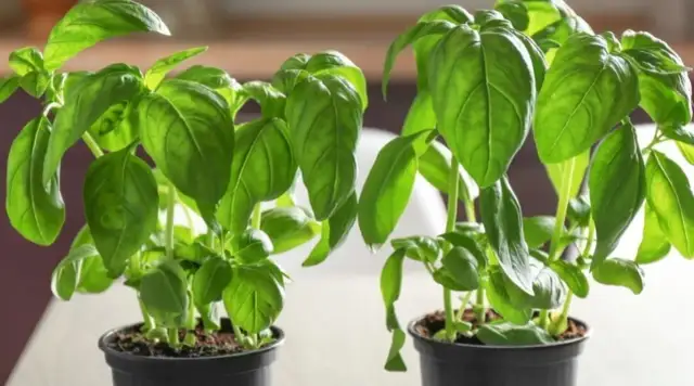 Jak pielęgnować bazylię? Sekrety bujnej i aromatycznej rośliny!