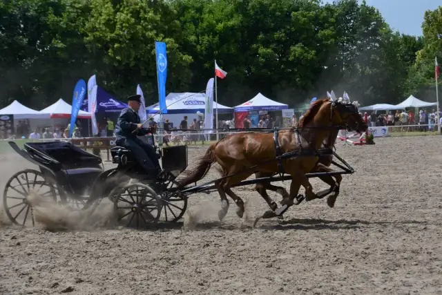 Stadnina ogierów Gniezno - historia, hodowla i atrakcje rekreacyjne