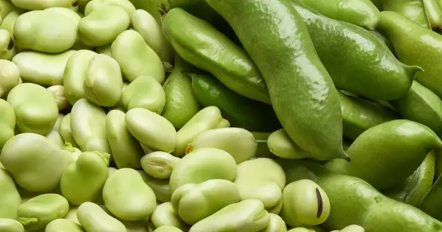 Zielony bób, świeży i gotowy do spożycia. Czy koty mogą jeść bób? To pytanie nurtuje wielu właścicieli czworonogów.