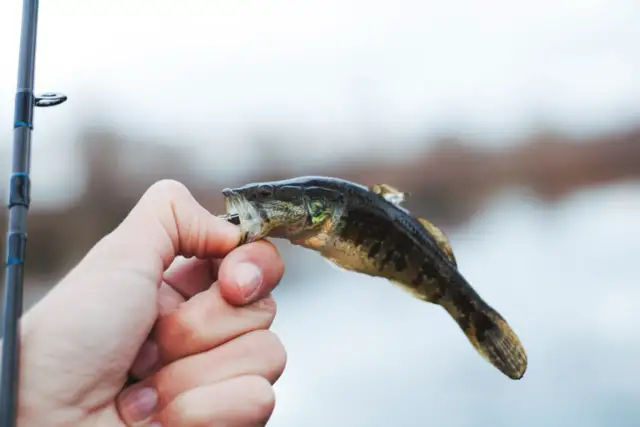 Domowa zanęta na lina: 3 przepisy, które łowią duże ryby!