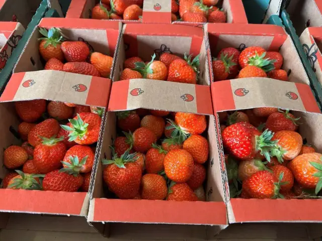 Kiedy kończy się sezon na truskawki? Zaskakujące zmiany w 2025 roku