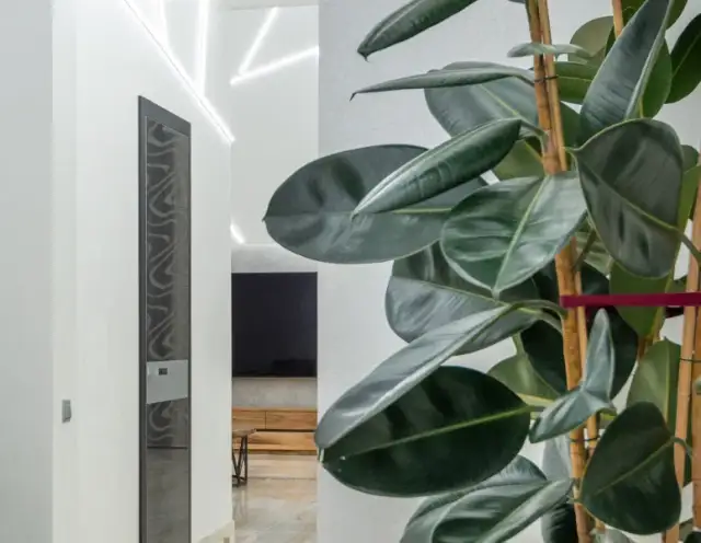 Czy fikus jest trujący dla psa? Objawy zatrucia i co robić